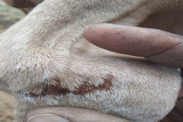 Allah Written on Ears of Goat