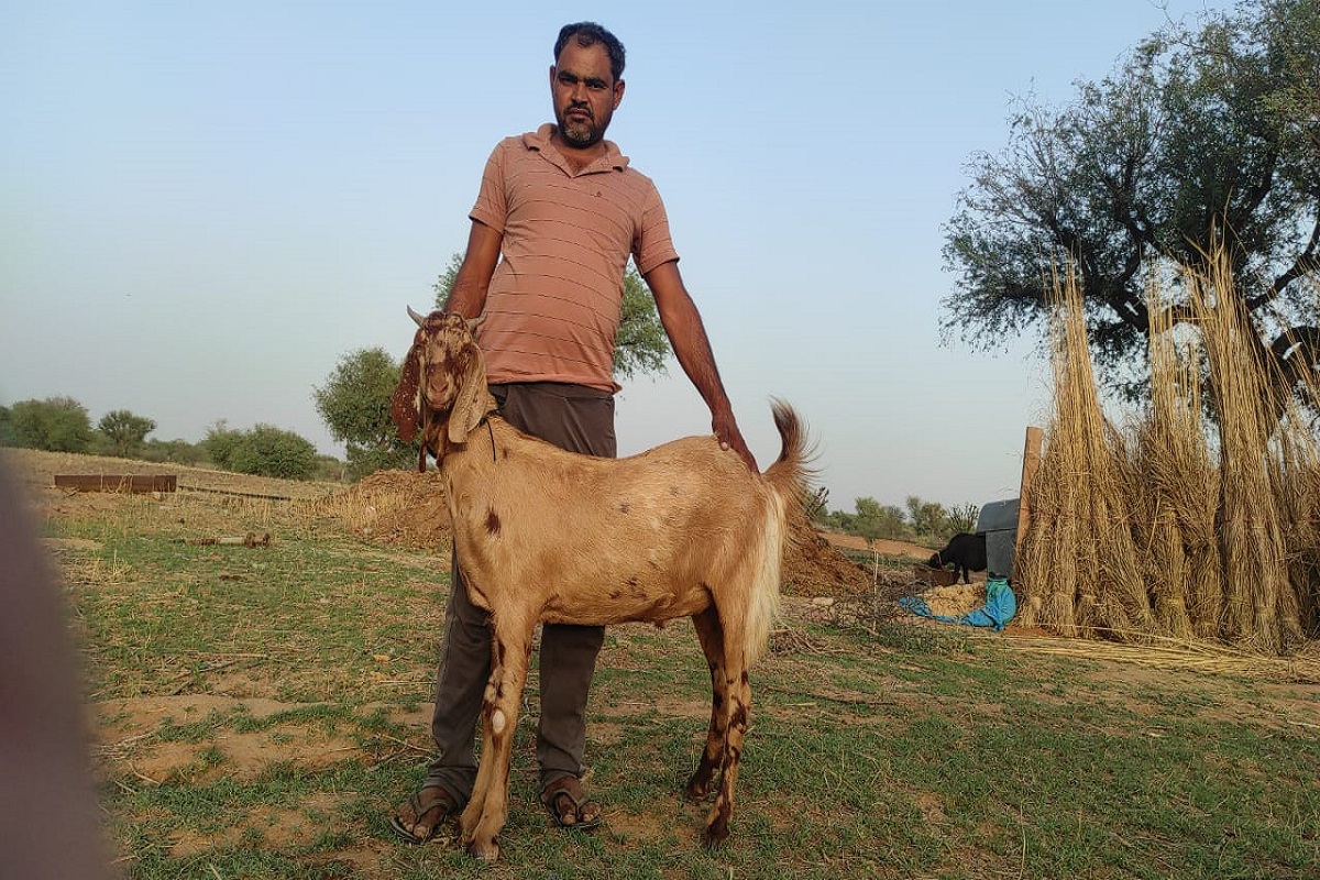 Allah Written on Ears of Goat