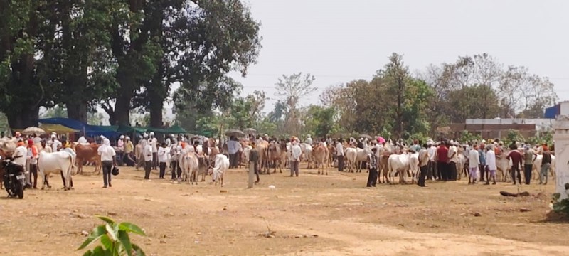 मोहगांव साप्ताहिक मवेशी बाजार में किसानों से वसूले जा रहे मनमुताबिक रुपए