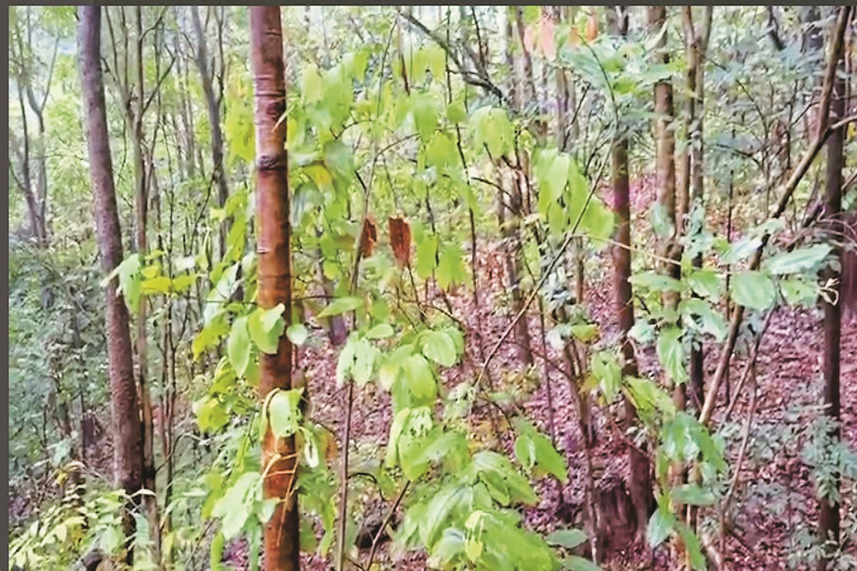 Basav Raju Encounter Photos: जहां हुआ देश के सबसे बड़े खूंखार नक्सली का
एनकाउंटर, वहां से सामने आई पहली तस्वीरें, देखें