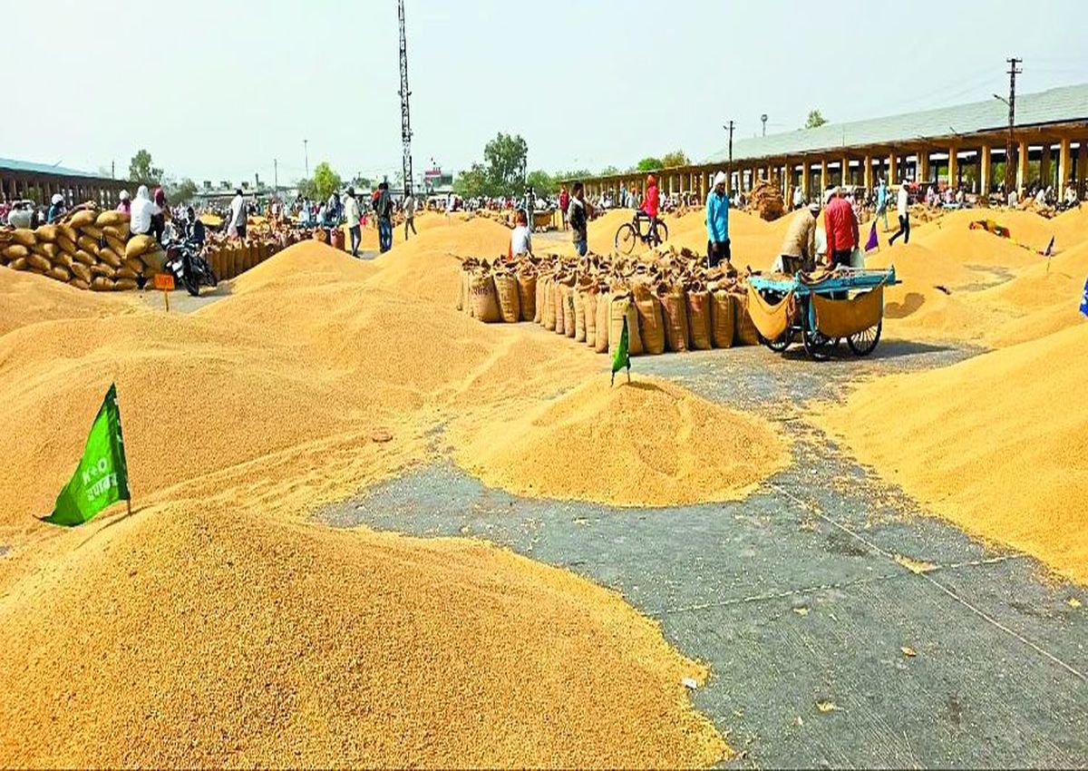 कृषि उपज मंडी में सावों के बाद गेहूं की आवक फिर से बढ़ गई है। मंडी में गुरुवार को 70 हजार कट्टे से अधिक गेहूं की आवक हुई। वहीं भावों में भी करीब 100 रुपए प्रति क्विंटल से अधिक की तेजी रही।