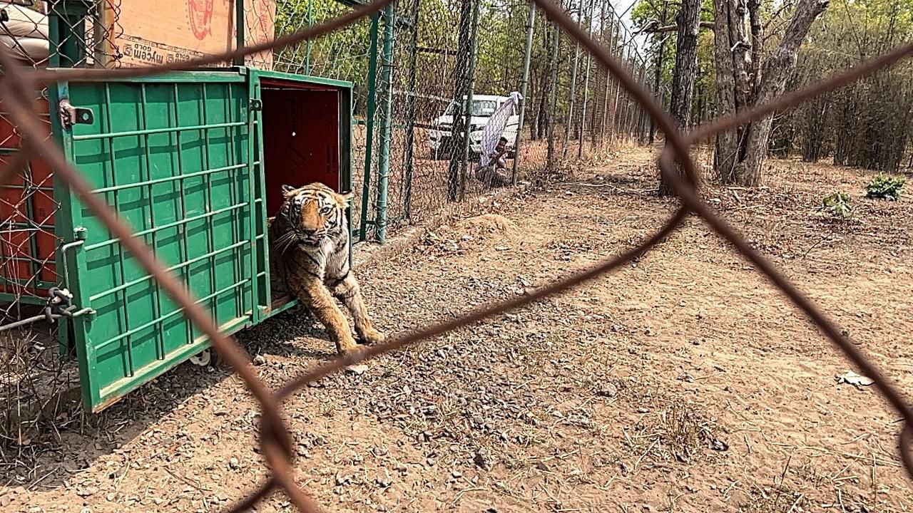 बांधवगढ़ टाइगर रिजर्व में मादा बाघ ने फैला रखी थी दहशत, रेस्क्यू कर इंक्लोजर में
रखा