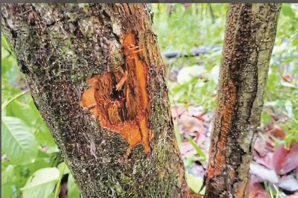 Basav Raju Encounter Photos