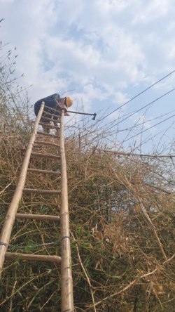 पेड़ों की छंटाई के नाम पर विभाग बार-बार कर रहा बिजली कटौती - image