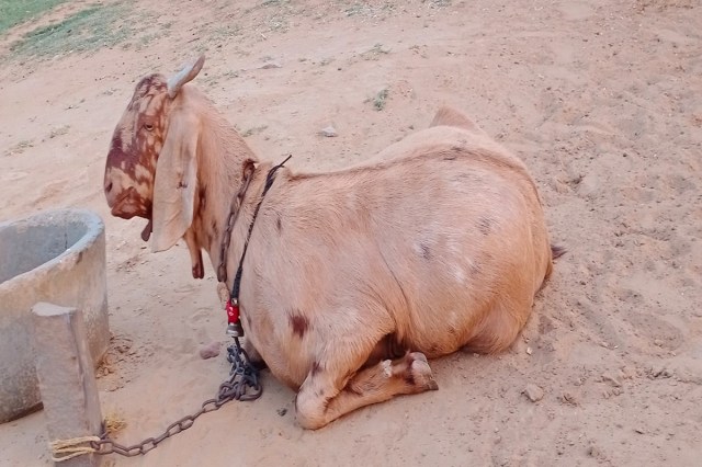 Allah Written on Ears of Goat