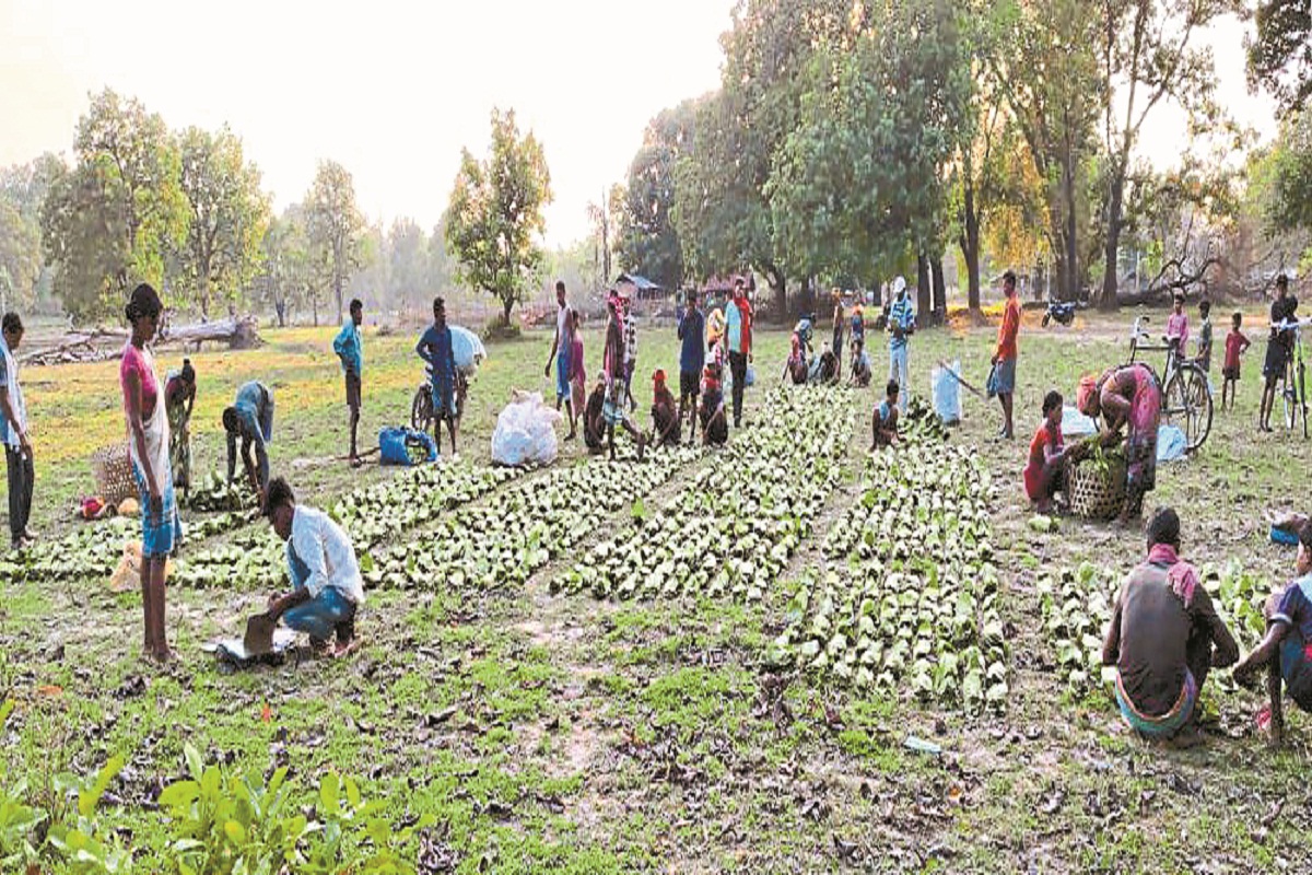 CG News: तेंदूपत्ता संग्रहण कार्य की सफल शुरुआत, इस बार जिले में 1,21,600 मानक
बोरा का लक्ष्य