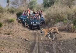 बाघिन एसटी-9 को देखकर पर्यटक हुए गदगद - image