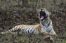 बाजीराव के बाद जलपाटा ने सिवनी के पेंच को बनाया ठिकाना - image