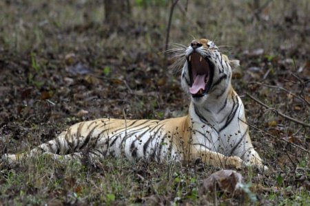 पेंच के जंगल में दिख रही जलपाटा बाघिन।