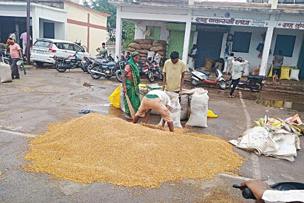 Grain got wet in Krishi Upaj Mandi