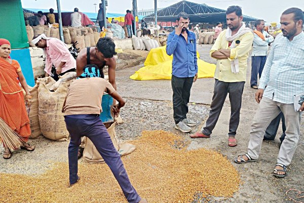 Grain got wet in Krishi Upaj Mandi