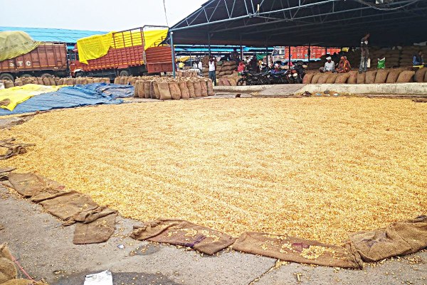 Grain got wet in Krishi Upaj Mandi