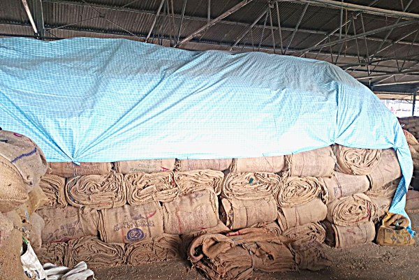 Grain got wet in Krishi Upaj Mandi