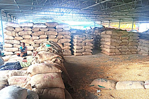 Grain got wet in Krishi Upaj Mandi