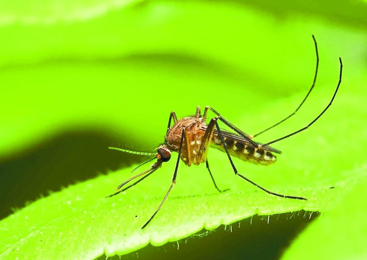 गत एक दशक में डेंगू, स्वाइन फ्लू, चिकनगुनिया और कोरोना जैसी वायरस जनित बीमारियों ने कहर बरपाया है। इन बीमारियों से हजारों लोगों की मौत हो गई।
