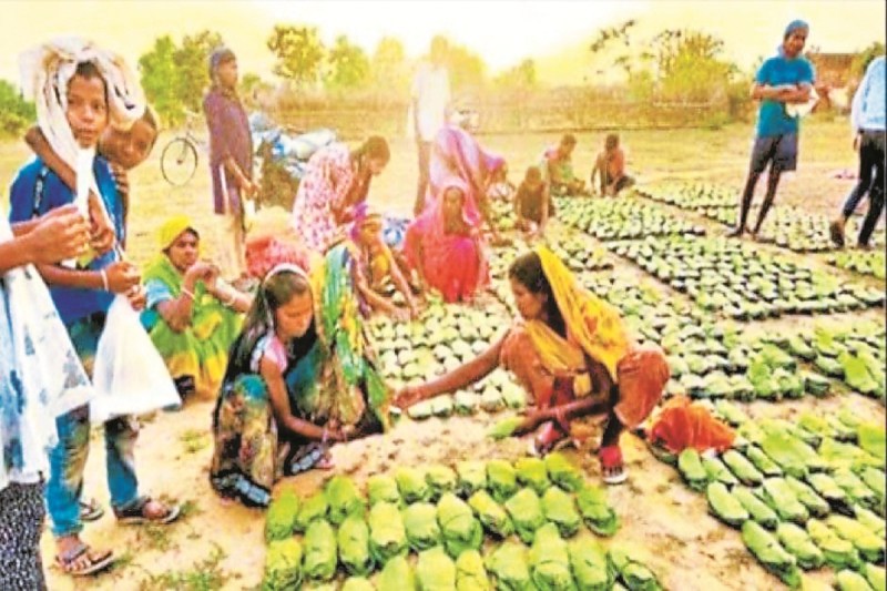 Bastar Weather: मौसम की मार से तेंदूपत्ता संग्रहण कार्य प्रभावित, खरीदी में भी अड़चन…