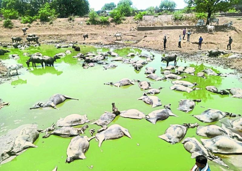 पशु पालको ने भी ऐतिहात के तौर पर सावधानी बरती। कई पशु पालकों ने रविवार को अपनी भैंसों को घर पर ही बांधे रखा। पशु धन सहायक महावीर मौर्य के अनुसार गणेश तलाई में अचेतावस्था में मिली 9 भैंसों का इलाज किया जा रहा है। इसमें 6 भैंसे है और 3 बछड़े हैं।