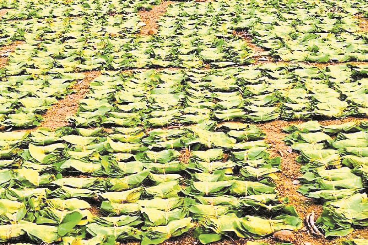 CG News: तेंदूपत्ता संग्राहकों के बच्चों को मिली 7.34 लाख की छात्रवृत्ति, वन
मंत्री के पहल से मिला लाभ