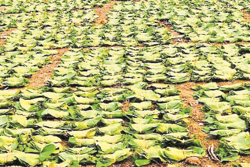 CG News: तेंदूपत्ता संग्राहकों के बच्चों को मिली 7.34 लाख की छात्रवृत्ति, वन मंत्री के पहल से मिला लाभ