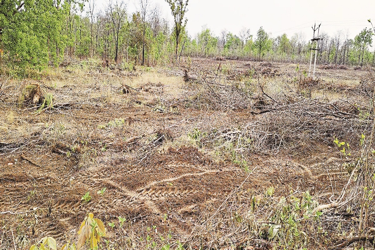 CG News: बस्तर के घने जंगलों को साफ कर रहे तेलंगाना के आरा मिल मालिक, अब तक करोड़ों की लकड़ी बॉर्डर पार जा चुकी