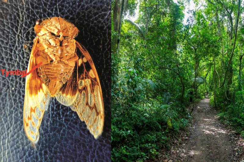 CG News: बगीचों में शाम को गूंज रही इस कीट की आवाज, अल्प दिनों में नर व मादा की होती है मौत