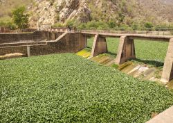 नटनी का बारा रूपारेल नदी के पानी में छाई जलकुंभी, नदी का बिगड़ा स्वरूप - image
