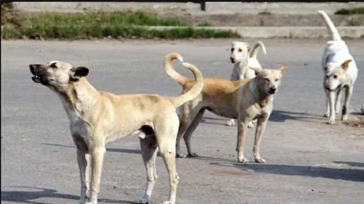 कुत्तों की नसबंदी पर 44 लाख रुपए खर्च करेगा नगर निगम
