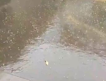 CG News: छत्तीसगढ़ में कहीं गिरे ओले, कहीं हुई बारिश, सड़को पर जमा हुआ पानी, देखें