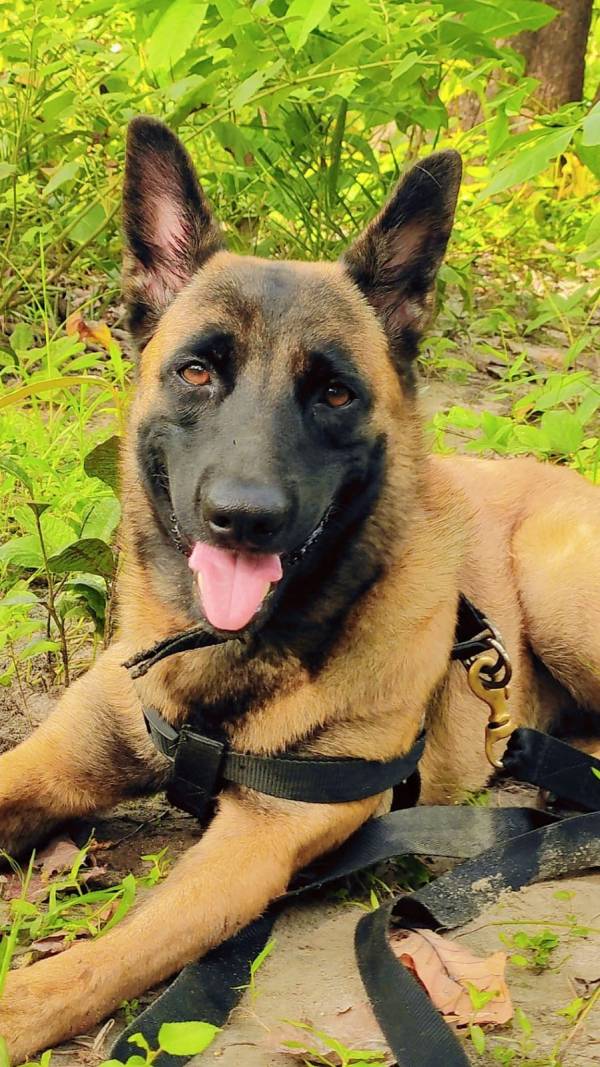 CRPF के जवानों ने 228 बटालियन के K9 रोलो का किया अंतिम संस्कार, देखें Photo..