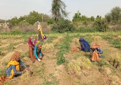 पारा 45 के पार, झुलसाती धूप में खेतों पर काम कर रहे किसान और मजदूर - image