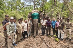 तीन ग्रामीणों पर हमला कर जान लेने वाले जंगली हाथी का हुआ रेस्क्यू, बांधवगढ़ भेजा - image