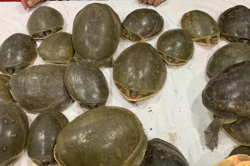 Photo Source : Patrika : कछुआ संरक्षण की दिशा में उत्तर प्रदेश सरकार की ऐतिहासिक पहल