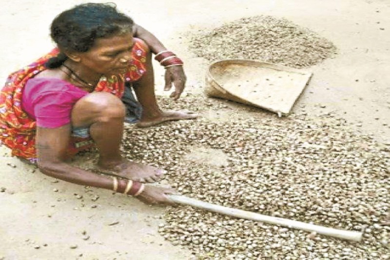 साल बीज का यूरोपीय देशों में भारी डिमांड (Photo- Patrika)