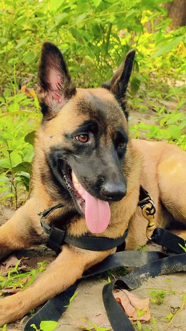 CRPF के जवानों ने 228 बटालियन के K9 रोलो का किया अंतिम संस्कार, देखें Photo..