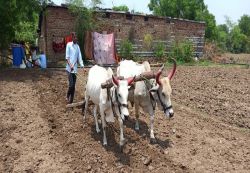 जिले में एक माह से लगातार बारिश, गहरी हंकाई नहीं होने से खेतों में लहरा रही
खरपतवार, पैदावार होगी प्रभावित - image