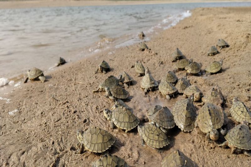संकटग्रस्त कछुआ प्रजाति के 3267 बच्चे चंबल नदी में छोड़े 3267 baby turtles of endangered species released in Chambal river