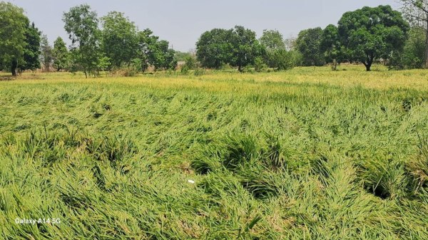 CG News: छत्तीसगढ़ में कहीं गिरे ओले, कहीं हुई बारिश, सड़को पर जमा हुआ पानी, देखें 
