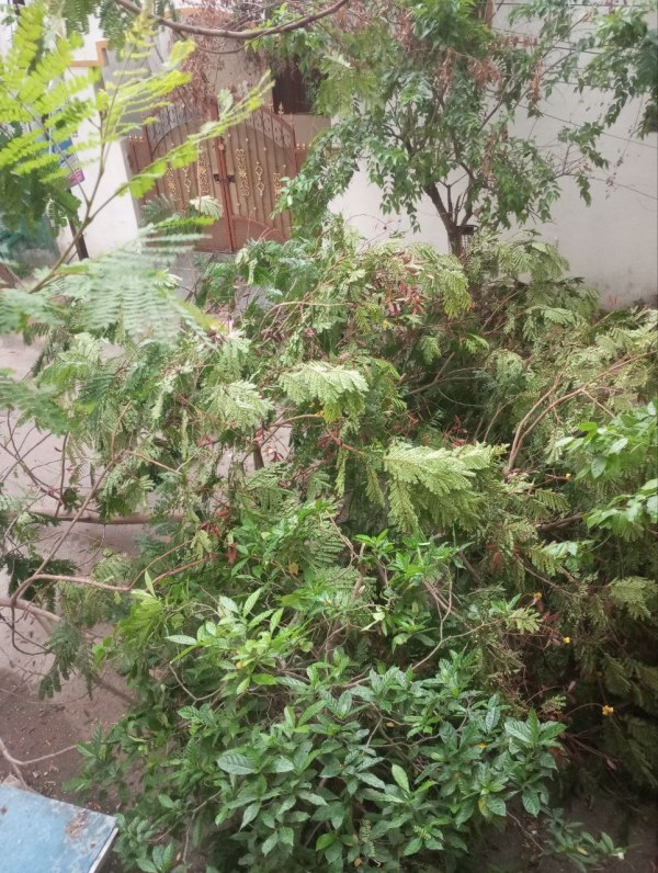 CG News: छत्तीसगढ़ में कहीं गिरे ओले, कहीं हुई बारिश, सड़को पर जमा हुआ पानी, देखें 
