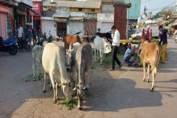 शहर से लेकर हाइवे तक आवारा मवेशियों की जद में - image