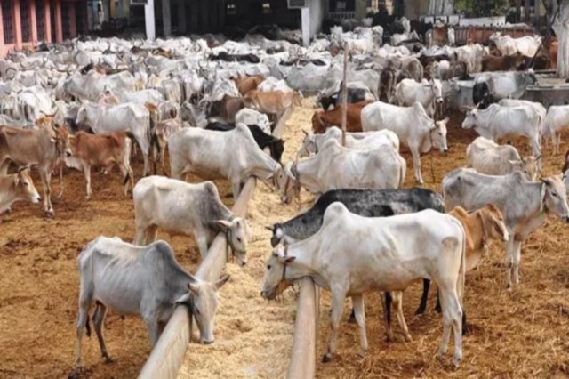 Cow Dung Paint 