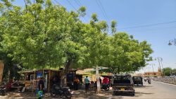 पीपल-बरगद-नीम: तपते चौराहों के छायादार प्रहरी - image