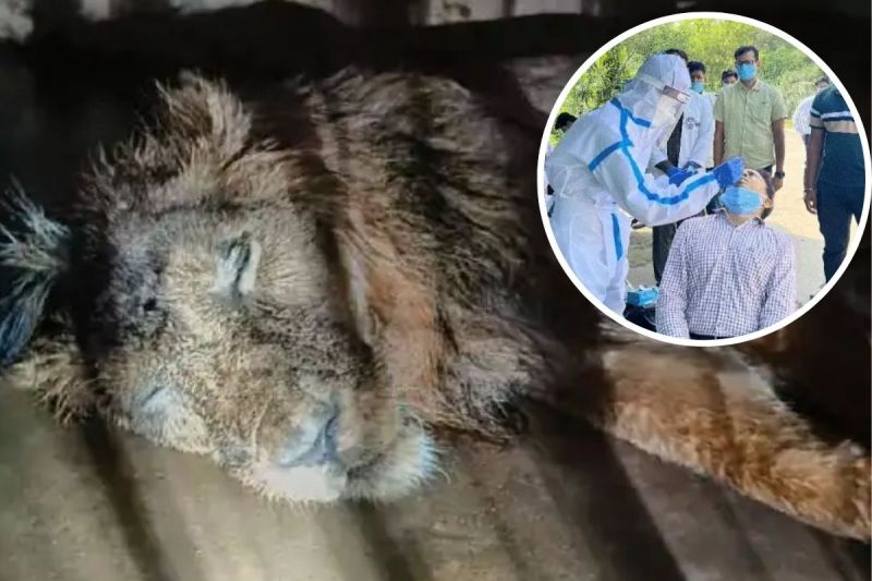 Kanpur Lion Death, Kanpur Lion Pataudi Death, UP Bird Flu, Gorakhpur Zoo Bird Flu, Bird Flu Animal Death,