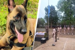 CRPF का वीर K9 रोलो मधुमक्खियों के हमले में शहीद, गार्ड ऑफ ऑनर के साथ अंतिम
विदाई - image