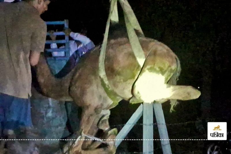 Rajasthan State Animal Camel Cruelty Pouring Chemicals blinded then Smugglers Stuffed Truck but Villagers Rescued
