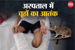 बिहार के इस बड़े अस्पताल में चूहों का आतंक, मरीज की कुतरीं उंगलियां, तेजस्वी
यादव ने वीडियो किया शेयर - image
