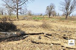 शासन-प्रशासन के जिम्मेदारों की अनदेखी का नतीजा, खेती के लिए पेड़ों की दे रहे
बलि… - image