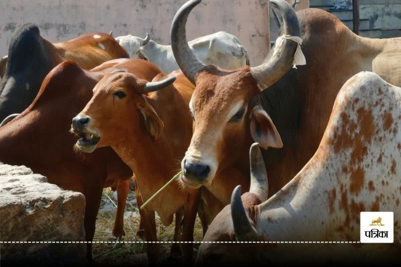 CG Road Accident: दर्दनाक हादसा! तेज रफ्तार ट्रक ने 8 मवेशियों को रौंदा, मौके से चालक फरार…