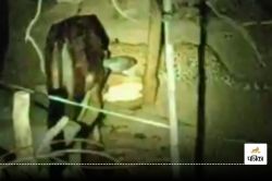 CG Leopard Terror: तेंदुए ने उड़ाई पूरे गांव की नींद, घर में घुसकर बंधे मवेशी का
किया शिकार, इलाके में दहशत… - image