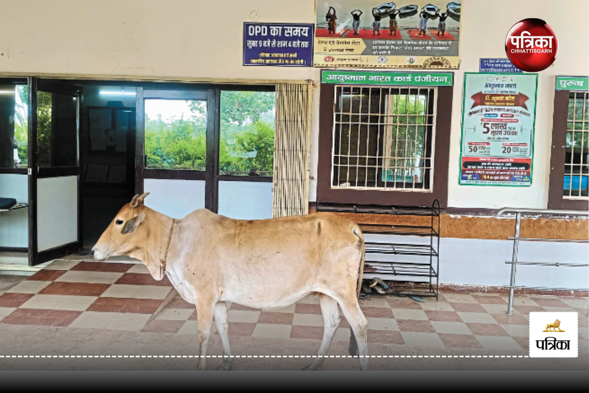 Patrika Expose: अस्पताल के OPD काउंटर में डॉक्टर नहीं सामने दिखी गौमाता, भीतर
जाकर देखा तो..