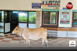 Patrika Expose: अस्पताल के OPD काउंटर में डॉक्टर नहीं सामने दिखी गौमाता, भीतर
जाकर देखा तो.. - image